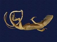 飛蜥類藏品圖，第3張